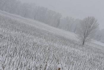 Maltempo: una mail per segnalare i danni in agricoltura